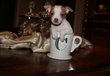 Tiny sweetheart♥ - soul, forever, present, dog, lovely, love, tiny, christmas, sweetheart, mug, puppy, animals