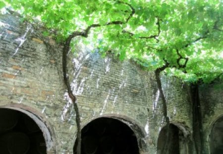 Branches of the vine - wine, photography, tree, branches, abstract, vine, green