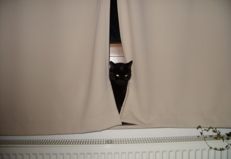 Behind The Curtain - kelea, black, cats, animals