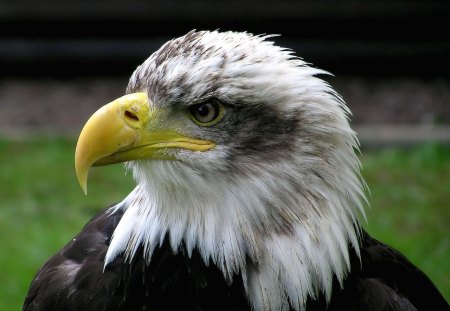 BALD EAGLE CLOSE UP - vertebrate, bird of pray, warmblooded, eagle, wings, feathers, us emblem