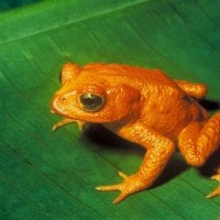 COSTA RICAN GOLDEN TOAD