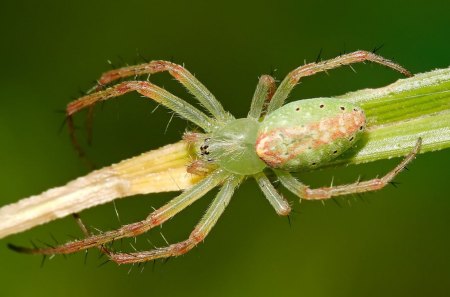 GREEN TENT SPIDER - webs, eight legs, spider, arachnid, green