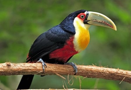 BEAUTIFUL BIRD - colors, flight, feathers, bird