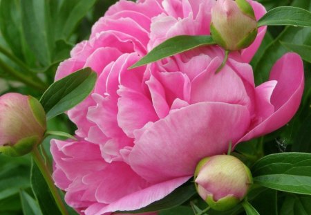 QUEEN OF BLOOMS - flowers, blooms, peony, gardens, pink, perfection