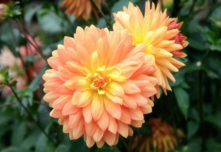 Peach Dahlia - stem, flower, petals, daylight, leaves, peach, bush, nature, green, bunch, dahlia, day