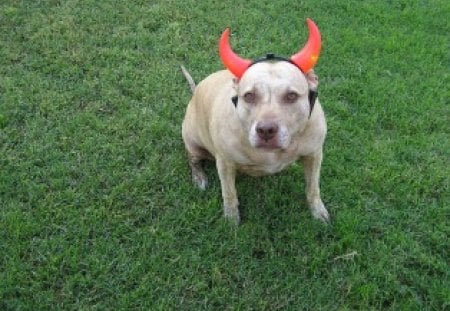 READY FOR HALLOWEEN - halloween, pitbull, dog, mammle, canine, cute, horns