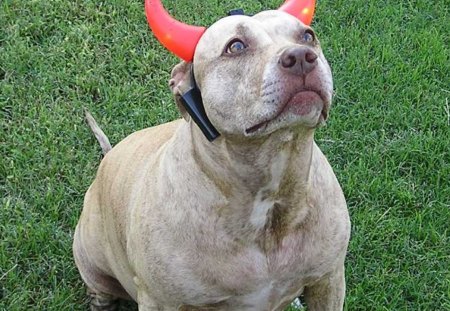 HALLOWEEN DOGGY - mammle, pitbull, holiday, canine, halloween