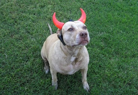 MY NEW HORNS - halloween, pitbull, holiday, canine, horns