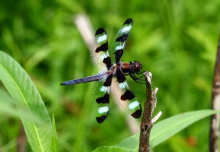 LIZ WEST DRAGONFLY - dragonflies, insects, green, gardens, plants