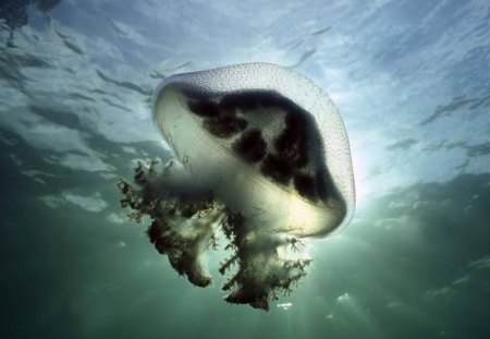 Jellyfish - animal, ocean, nature, water