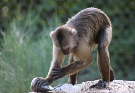 Monkey On A Mission - monkey, animal, trees, rocks