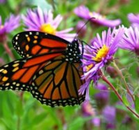 GARDEN BEAUTY