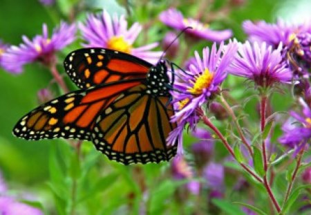 GARDEN BEAUTY - purple, butterflies, monarch, flowers, gardens