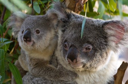 SAFE WITH MUM - eucalyptus trees, moms and kids, marsupials, animals, australia