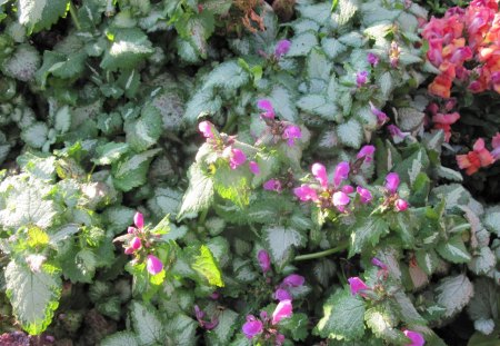 Garden Invermere BC 16 - flowers, nature, red, green, photography, pink