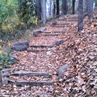 carpet of leaves