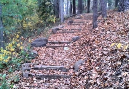 carpet of leaves - leaves, fall, trail, hiking