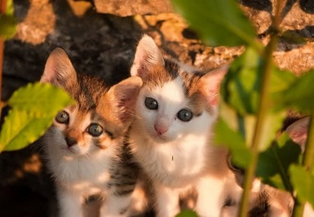 Cats enjoying the nature - animal, cute, cat, kitten