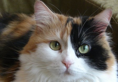 Calico cat