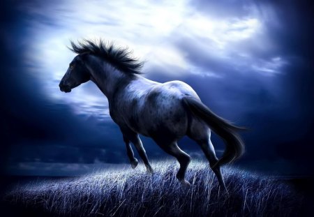 Horse - night sky, wild horse, blue, white cloudys