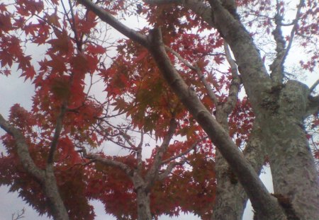 Changes of color in the trees - color, trees, nature, red