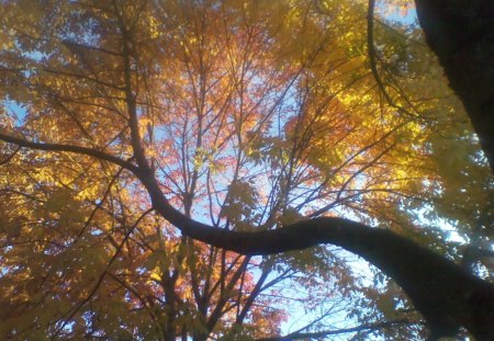 The Tree of Life - nature, color, trees, life