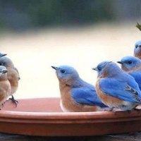 "Sweet Lil Blue Birds Feeding"