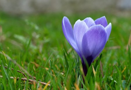 blue flower - green, grass, blue, flower