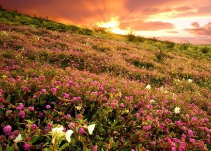 at a dawn morning - flowers, morning, sun, landscape