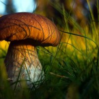 Fungus in the forest