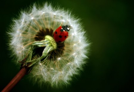 flower insect dandelion - dandelion, flower, bug, green