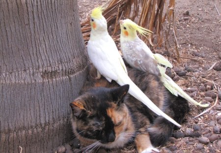 Picnic on the cat)))) - pets, cockatiels, black, lutino cockatiel, brown, birds, earth, couple, cat, pearl cockatiel, palm, pair, tri-color cat, red, calico cat, leaves, friends, gray, cat and birds