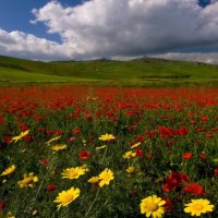 summer flower field