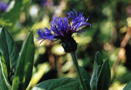 in the forest - flower, forest, wide, green