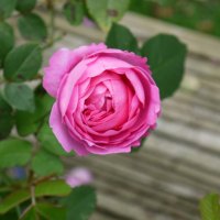 a vibrant pink flower