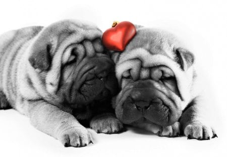 With My Valentine♥ - heart, forever, together, lovely, love, precious, christmas, dogs, red, valentine, animals