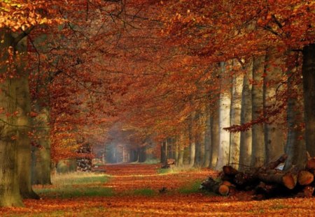 golden autumn - beauty, autumn, park, orange, road, fallen leaves