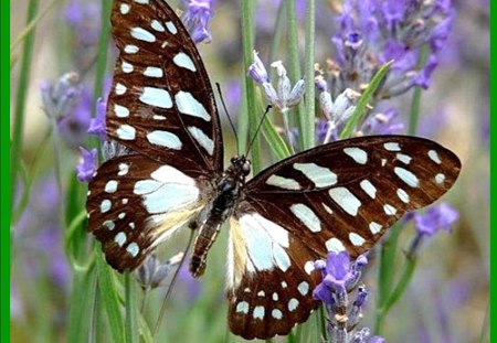 ESCAPE - blanc, fleurs, violet, papillon