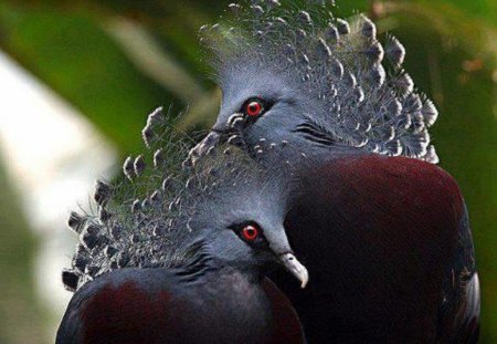 Huddling Crowned Pigeons - crowned, birds, pigeons, huddling, animals