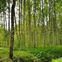 Green Young Forest