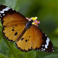 SOUTHERN MILKWEED BUTTERFLY