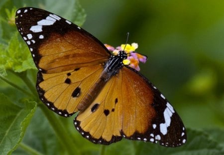 SOUTHERN MILKWEED BUTTERFLY - insects, gardens, butterflies, africa, monarchs