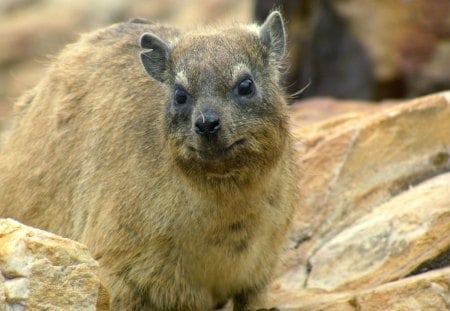 AFRICAN ROCK HYRAX - wildlife, africa, animals, small mammals