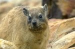 AFRICAN ROCK HYRAX