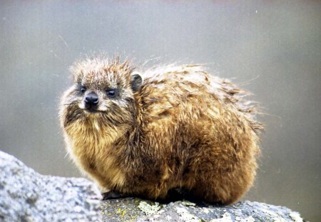 KLIPDASSIE - wildlife, rock rabbit, africa, mammals, hyrax