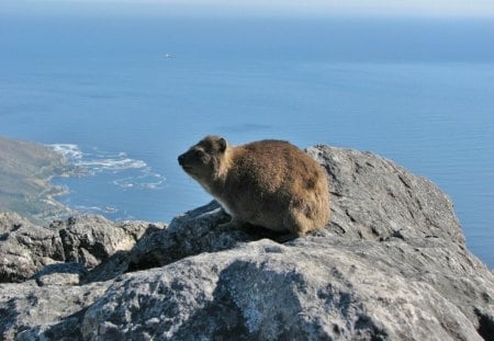 CAPE VIEW - oceans, wildlife, mountains, africa, sea, rocks, hyrax