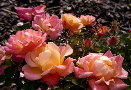 scattered roses - bouquet, autumn, roses, pink