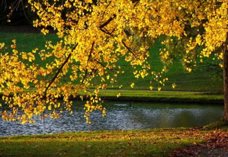 Golden autumn branches - falling, foliage, beautiful, leaves, grass, river, golden, nature, autumn, fall, water, yellow, branches, shore, lake, nice, lovely, riverbank