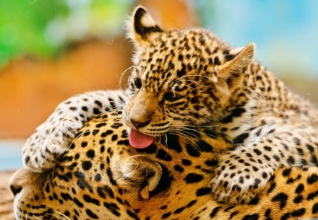 Jaguar Cub and Mother - jaguar, mother, cub, cat