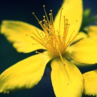 Yellow Flower